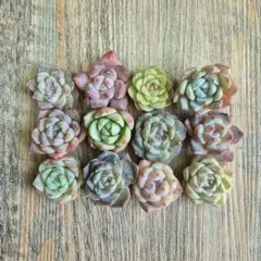 多肉植物　韓国苗　彩り詰め合わせ　寄せ植え　カット苗　１２種セット　エケベリアB