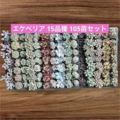 多肉植物　エケベリア15品種　108苗セット