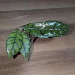 Hoya callistophylla（6月27日発送予定）のサムネイル