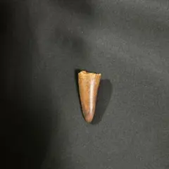 <Final Price Reduction> Fossil Tooth of Spinosaurus "National Museum of Nature and Science"
