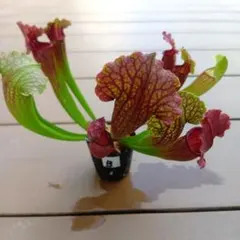 セファロタス seedling of Hummer's Giant 02 BCP - メルカリ