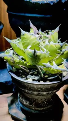 2025年最新】ホリダ ライムグリーンの人気アイテム - メルカリ