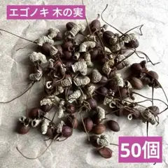 エゴノキ 木の実 天然素材 ドライフラワー 花材 ボタニカル リース 種