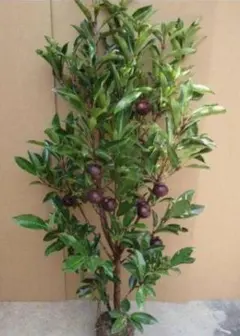 ちゅん様 リクエスト 3点 まとめ商品