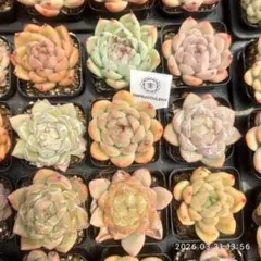 Top【選抜株】多肉植物　360974ハニー ペタル　54個　鉢無し/脱土 Top【選抜株】多肉植物 360974ハニー ペタル 54個 鉢無し/脱土 - メルカリ