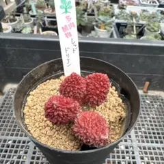 그린 이토 레드 도리안
