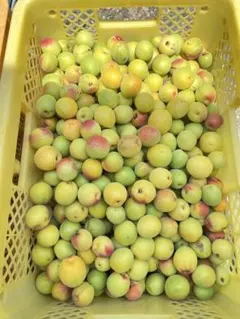 群馬県産 生梅 無農薬 無消毒 樹齢25年以上 5kg程度 本日発送 - メルカリ