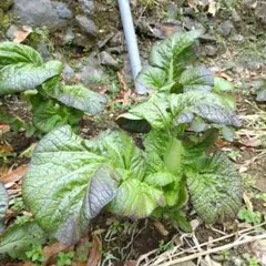 boo 様 専用です 高菜！