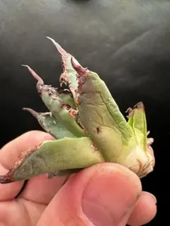 super　シーザー 凱撤 OC セール品_4