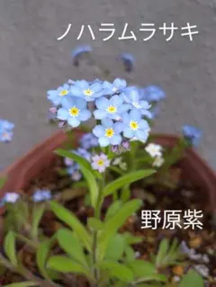 わらし様 リクエスト 2点 まとめ商品