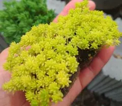 多肉植物❀✿ 抜き苗 もりもりセダム 寄せ植えのお供に メルカリ便のサムネイル