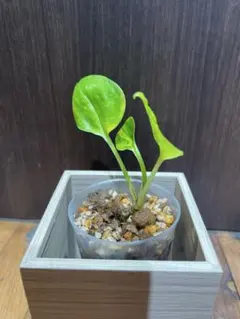 2025年最新】ポトス希少種の人気アイテム - メルカリ