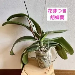 Sammy様 リクエスト 2点 まとめ商品