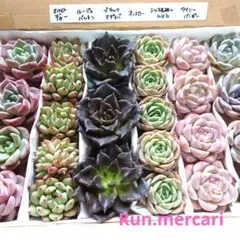 多肉植物エケベリア【カット苗】☆詰め合わせセット☆数量限定