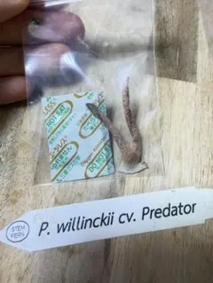 willinckii cv predator 胞子　ラスト willinckii cv predator 胞子 ③ ラスト - メルカリ