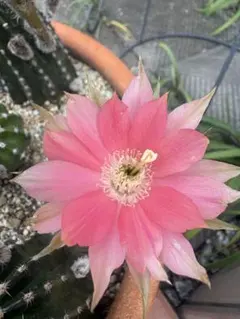 多肉植物 花サボテン 金紐シリーズ 二色 (カキコ.根がない) - メルカリ