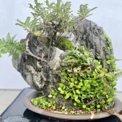 盆栽 自然石付き真柏 天然自然石の良さを感じて 球磨川石 - メルカリ