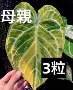 2026年最新】anthurium ミッシェルの人気アイテム - メルカリ