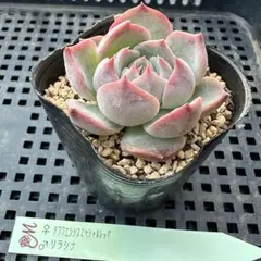 2025年最新】miyaさん苗の人気アイテム - メルカリ