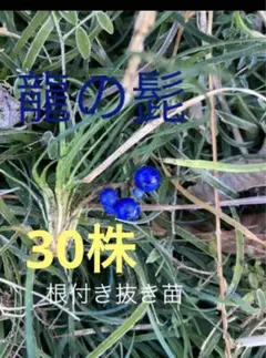 ぴかん様　購入済みです。龍の髭　黒龍　２株で付いて１株です。　抜き苗　2-(6) リュウノヒゲ：玉竜（タマリュウ・ギョクリュウ） 2.5号ポット12