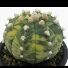 しんさーいち様 リクエスト 2点 まとめ商品