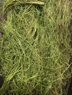 デグー用　干した牧草(イタリアンライグラス)のサムネイル