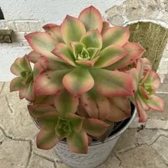 ピンクウィッチ 綴化 多肉植物 アエオニウム 抜き苗 - メルカリ