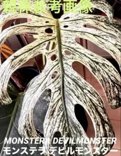MONSTERA DEVILMONSTERモンステラ デビルモンスター ボトム茎 - メルカリ