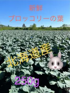 北海道産　新鮮ブロッコリーの葉っぱのサムネイル