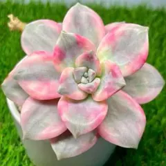 kadomom☆プロフ要確認❣様 リクエスト 3点 まとめ商品