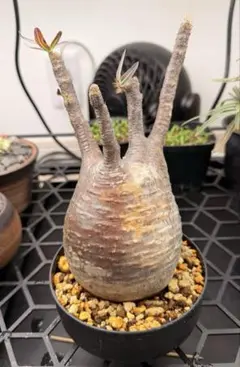 2026年最新】パキポディウム グラキリス 現地球の人気アイテム - メルカリ