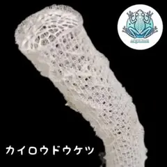 【1点物】極希少☆極美品 カイロウドウケツ 縁起物 深海生物 20-25cm