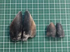 Item thumbnail for item dd73dcf8-d020-42bd-b009-1f8c8f8f67f6