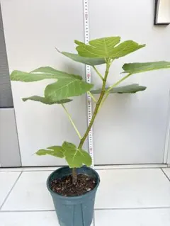 イチジク苗 Yellow King Saudi Arabia - メルカリ