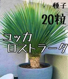 7月入荷 1000粒+ ユッカ ロストラータ 種 種子 植物検疫証明書2608 m74565201035_1.jpg?1756186921