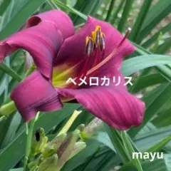 ヘメロカリス ガーデニング 花苗 宿根草 手間いらず 強健種 株分け2