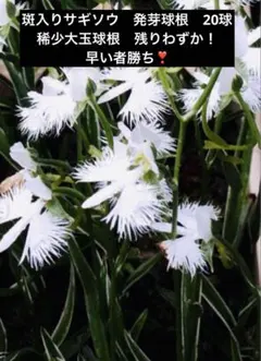 2026年最新】サギソウ球根の人気アイテム - メルカリ