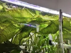 熱帯植物: Rhaphidophora sp. Kpg. Lui Muda - メルカリ