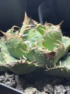 2026年最新】Agave dennisの人気アイテム - メルカリ