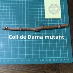 Coll de Dama mutant穂木　イチジク穂木　いちじく穂木のサムネイル