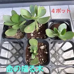 金の成る木　４ポット　抜き苗のサムネイル