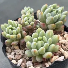 ❣️花火❣️現品 エケベリア 寄せ植え 多肉弁当 多肉植物 ❣️花火❣️現品 エケベリア 寄せ植え 多肉弁当 多肉植物 - メルカリ