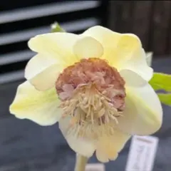 2025年最新】加藤農園モーリーの人気アイテム - メルカリ