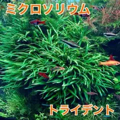 MASS様 リクエスト 2点 まとめ商品