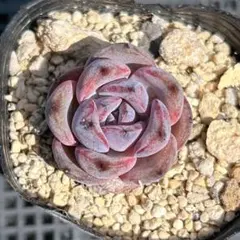 多肉植物 キュービックフロスティ錦 - メルカリ