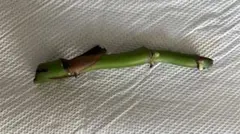 モンステラデリシオーサ 茎　観葉植物 発芽あり 発根ありのサムネイル