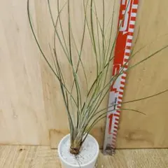 アジアンタム リサ 3.5号サイズ 抜き苗 - メルカリ