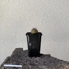 2025年最新】コピアポア シネレアの人気アイテム - メルカリ