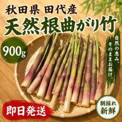 6/6まで早い者勝ち‼️秋田県田代産 天然根曲がり竹 900g 朝採れ新鮮のサムネイル