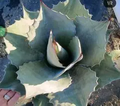 2026年最新】オバティフォリア フロスティブルーの人気アイテム - メルカリ